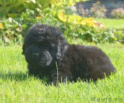 Превью фото № 229157