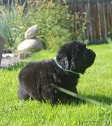 Превью фото № 229158