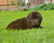 Превью фото № 229161