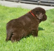 Превью фото № 229162