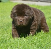 Превью фото № 229164