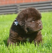 Превью фото № 229165