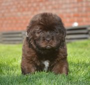 Превью фото № 229168