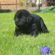 Превью фото № 229175