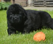 Превью фото № 229181