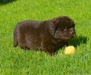 Превью фото № 229188