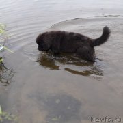 Превью фото № 229203