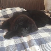 Превью фото № 229205