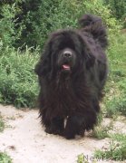 Превью фото № 229210