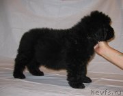 Превью фото № 229216