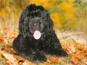 Превью фото № 229219