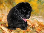 Превью фото № 229220