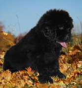 Превью фото № 229223