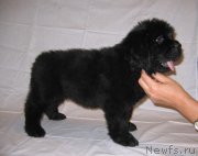 Превью фото № 229227