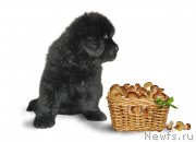 Превью фото № 229233