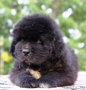 Превью фото № 229248