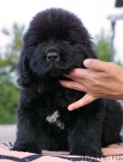 Превью фото № 229253