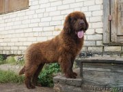 Превью фото № 229287