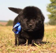 Превью фото № 229313