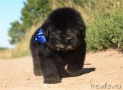 Превью фото № 229314