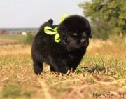 Превью фото № 229318