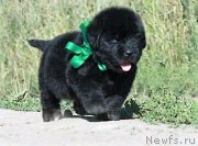 Превью фото № 229323