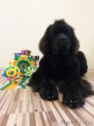 Превью фото № 229352