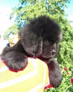 Превью фото № 229388