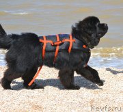 Превью фото № 229406