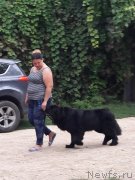 Превью фото № 229416