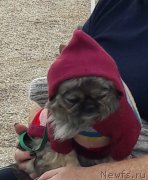 Превью фото № 229449