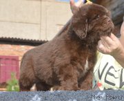 Превью фото № 229477