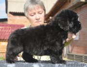 Превью фото № 229489