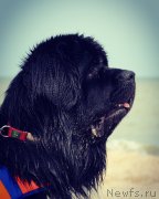 Превью фото № 229499