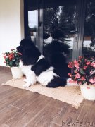 Превью фото № 229508