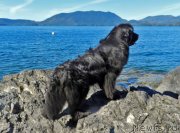 Превью фото № 229527