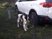 Превью фото № 229554