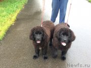 Превью фото № 229575