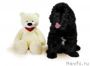 Превью фото № 229604