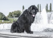 Превью фото № 229655