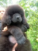 Превью фото № 229658