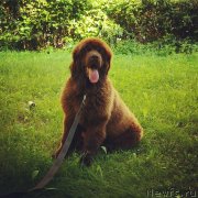 Превью фото № 229682