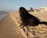 Превью фото № 229699