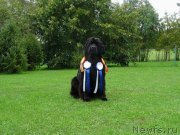 Превью фото № 229712