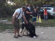 Превью фото № 229720