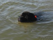 Превью фото № 229742