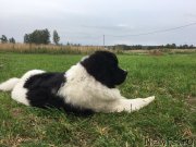 Превью фото № 229803