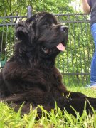 Превью фото № 229813