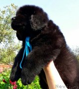 Превью фото № 229818