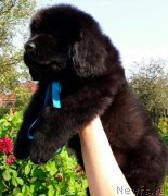 Превью фото № 229819